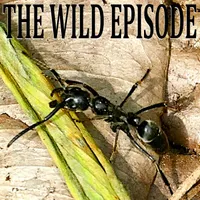 The Wild Episode artwork