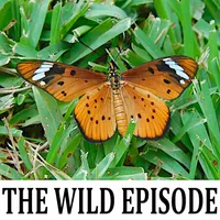 The Wild Episode artwork
