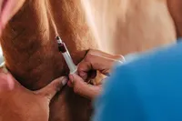 Stall and Stable: Ideas for Happy Horsekeeping artwork