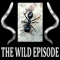 The Wild Episode artwork