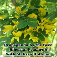 Propaganda By The Seed artwork