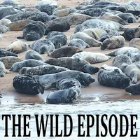 The Wild Episode artwork