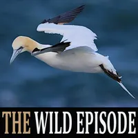 The Wild Episode artwork