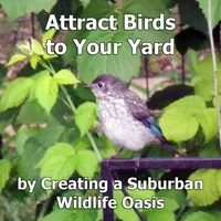 Backyard Ecology™ artwork