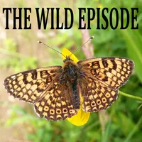 The Wild Episode artwork