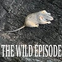 The Wild Episode artwork