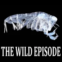 The Wild Episode artwork