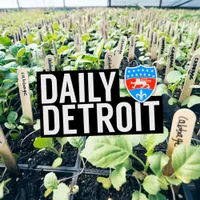 Daily Detroit artwork