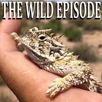 The Wild Episode artwork