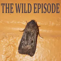The Wild Episode artwork