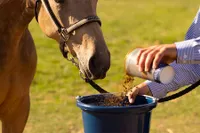 Stall and Stable: Ideas for Happy Horsekeeping artwork