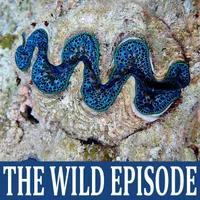 The Wild Episode artwork