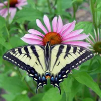 Backyard Ecology™ artwork