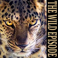 The Wild Episode artwork