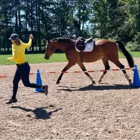 Stall and Stable: Ideas for Happy Horsekeeping artwork