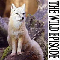 The Wild Episode artwork