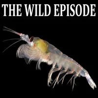 The Wild Episode artwork