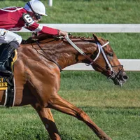 Stall and Stable: Ideas for Happy Horsekeeping artwork