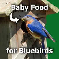 Backyard Ecology™ artwork
