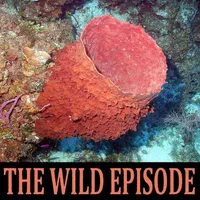 The Wild Episode artwork