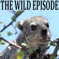The Wild Episode artwork