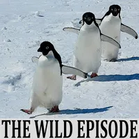 The Wild Episode artwork