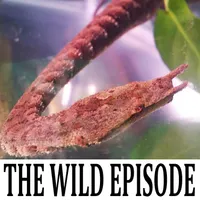 The Wild Episode artwork