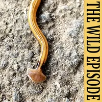 The Wild Episode artwork