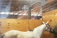 Stall and Stable: Ideas for Happy Horsekeeping artwork