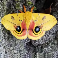 Backyard Ecology™ artwork