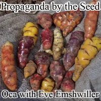 Propaganda By The Seed artwork
