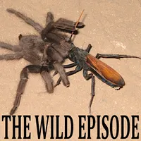 The Wild Episode artwork