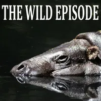 The Wild Episode artwork