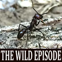 The Wild Episode artwork