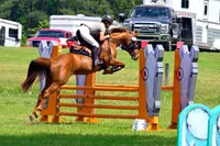 Stall and Stable: Ideas for Happy Horsekeeping artwork