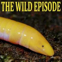 The Wild Episode artwork