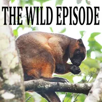The Wild Episode artwork