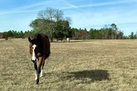 Stall and Stable: Ideas for Happy Horsekeeping artwork