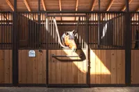 Stall and Stable: Ideas for Happy Horsekeeping artwork