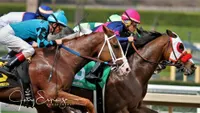 Stall and Stable: Ideas for Happy Horsekeeping artwork