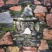 For The Wild artwork
