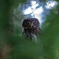 For The Wild artwork