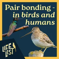 Life List: A Birding Podcast artwork