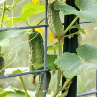 Garden Basics with Farmer Fred artwork