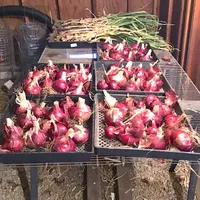 Garden Basics with Farmer Fred artwork