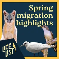 Life List: A Birding Podcast artwork