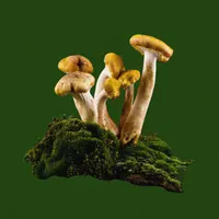 For The Wild artwork