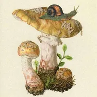 For The Wild artwork