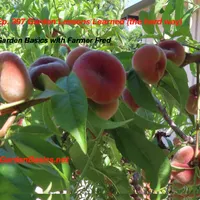 Garden Basics with Farmer Fred artwork