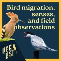 Life List: A Birding Podcast artwork